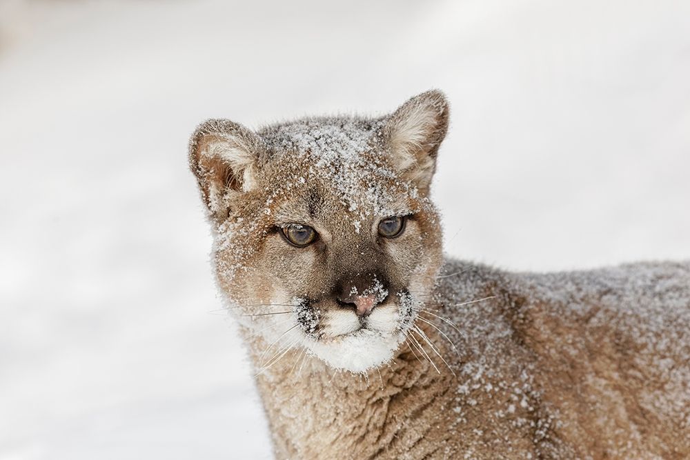 Juvenile mountain lion in deep winter snow-controlled situation-Montana-Puma concolor art print by Adam Jones for $57.95 CAD